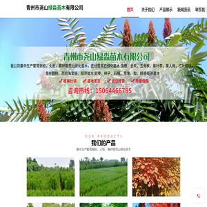 侧柏系列和黄栌系列以及火炬系列厂家