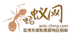 蚂蚁网